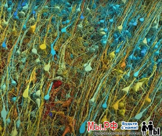 Ученые впервые отсканировали изображение человеческого мозга с такой точностью разрешения, которая позволила подсчитать все связи одного нейрона с другими.